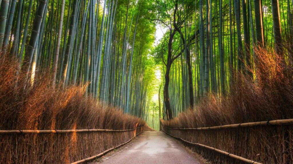 Arashiyama Bamboo Grove