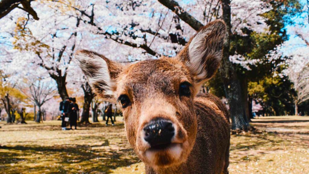 Nara Park